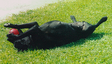 1 schwarze Labrador-Retriever-Huendin