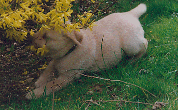 1 spielender blonder Labrador-Retriever-Welpe
