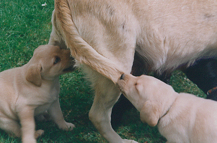 2 blonde Labrador-Welpen beim Spiel