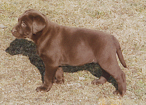 1 brauner Labrador-Retriever-Welpe